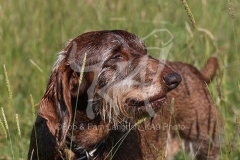 Dachshund - Wire-haired Standard