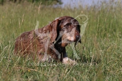 Dachshund - Wire-haired Standard
