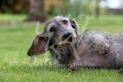 Dachshund - Wire-haired Standard