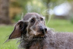 Dachshund - Wire-haired Standard