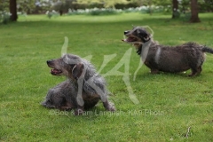 Dachshund - Wire-haired Standard