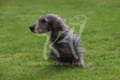 Dachshund - Wire-haired Standard