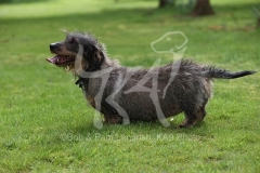 Dachshund - Wire-haired Standard