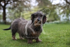 Dachshund - Wire-haired Standard