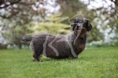 Dachshund - Wire-haired Standard