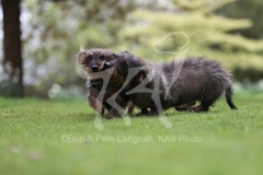 Dachshund - Wire-haired Standard