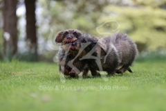 Dachshund - Wire-haired Standard