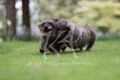 Dachshund - Wire-haired Standard