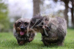 Dachshund - Wire-haired Standard