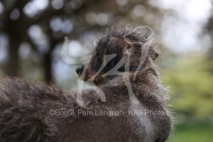 Dachshund - Wire-haired Standard