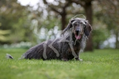 Dachshund - Wire-haired Standard