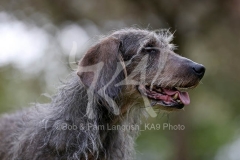 Dachshund - Wire-haired Standard