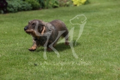 Dachshund - Wire-haired Standard