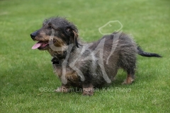 Dachshund - Wire-haired Standard