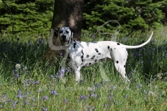 Dalmatian