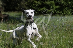 Dalmatian