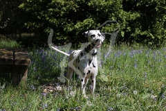 Dalmatian
