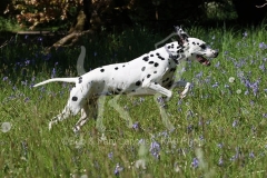 Dalmatian