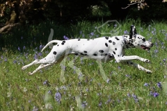 Dalmatian