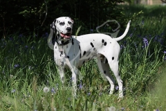 Dalmatian