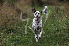 Dalmatian