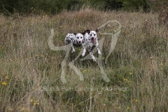Dalmatian
