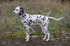 Dalmatian
