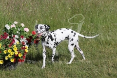 Dalmatian