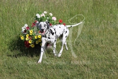 Dalmatian