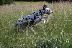 Dalmatian