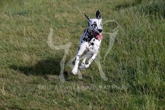 Dalmatian