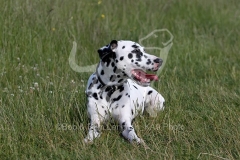 Dalmatian