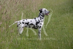 Dalmatian