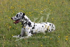 Dalmatian