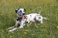 Dalmatian