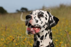 Dalmatian