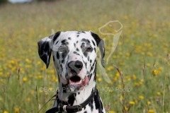 Dalmatian