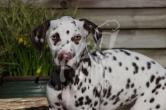 Dalmatian