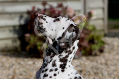 Dalmatian