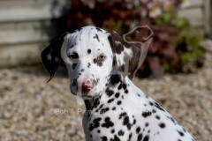 Dalmatian
