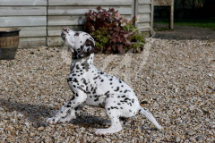 Dalmatian
