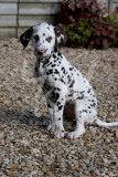 Dalmatian