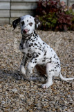 Dalmatian