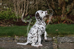 Dalmatian