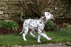 Dalmatian