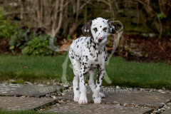 Dalmatian