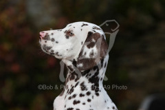 Dalmatian