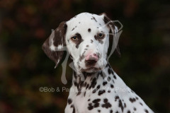 Dalmatian