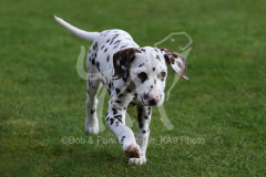 Dalmatian