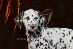 Dalmatian